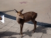 Miyajima