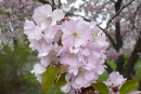 Kirschblüten, Foto: judo-babelsberg.de